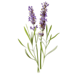 Geurolie Lavendel