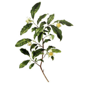 Geurolie Tea Tree 10ml