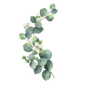 Geurolie Eucalyptus