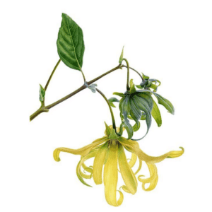 Geurolie Ylang Ylang