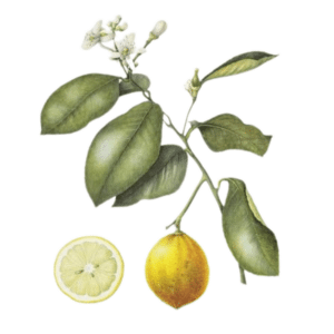 Geurolie Bergamot