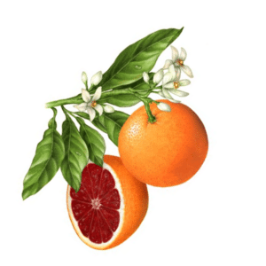 Geurolie Grapefruit