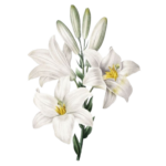 Geurolie Lelie - 10 ml