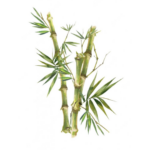 Geurolie Japanse Bamboo