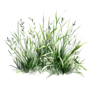 Geurolie Vers Gemaaid Gras 10 ml